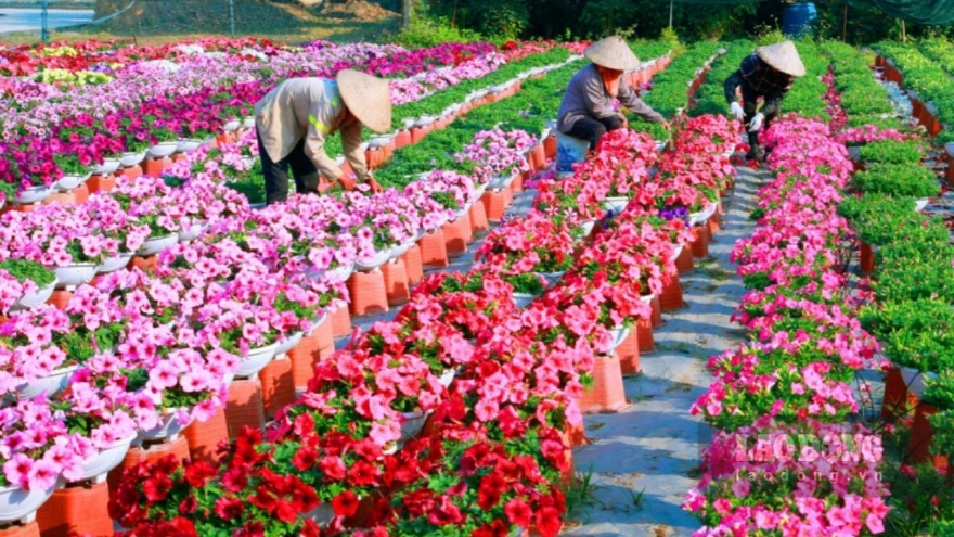 Large northern flower village hurriedly prepares for Lunar New Year